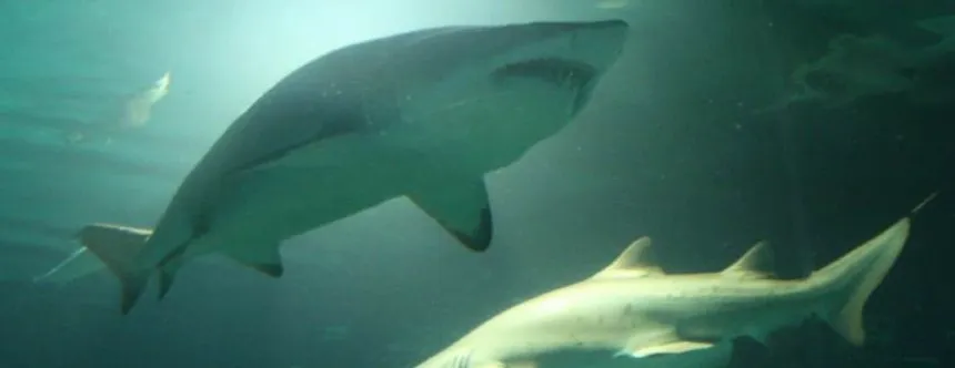 Noticias de Regionales. Pesca de tiburones amenazados en nuestras costas