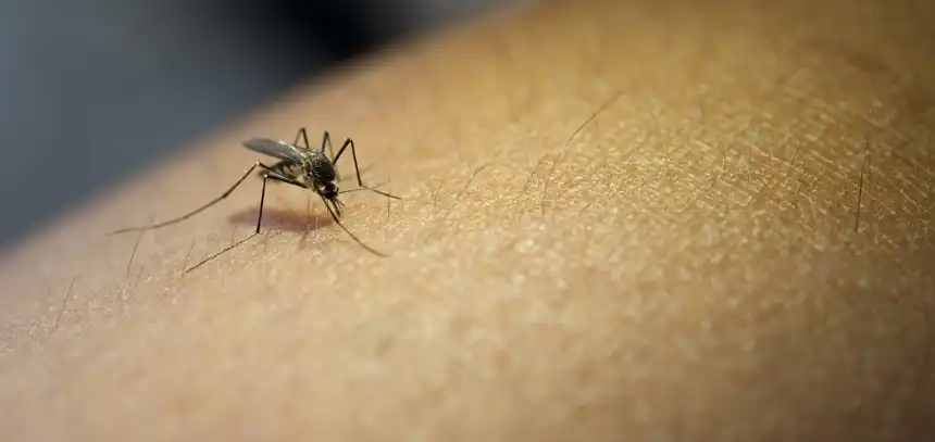 Noticias de Regionales. Aumenta preocupación por el mayor brote de dengue en Argentina en 15 años