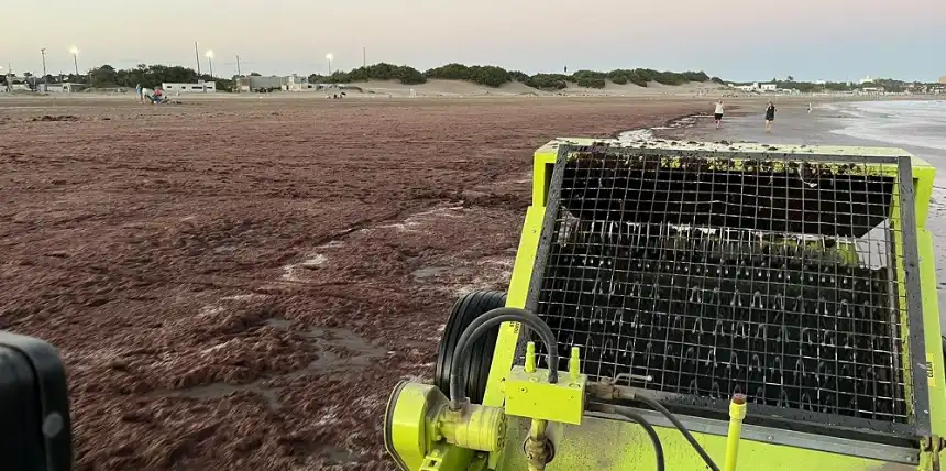Noticias de Necochea. Limpian playas de Quequén frente a una invasión de algas