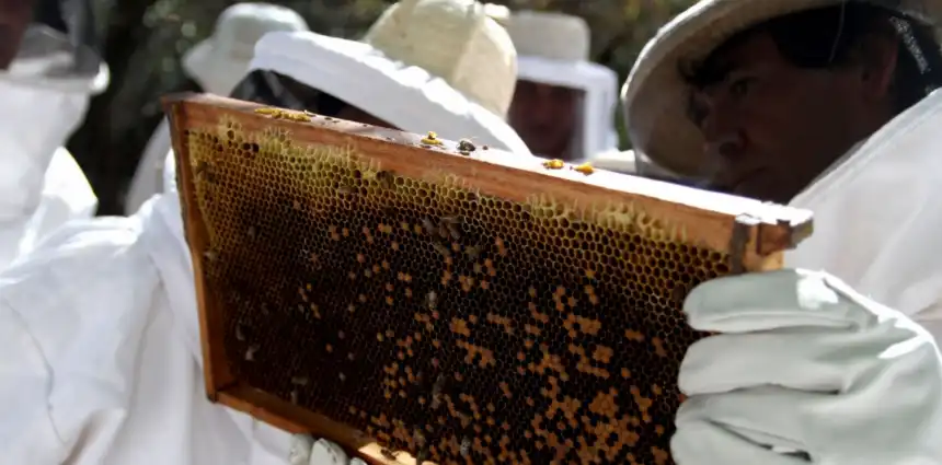 Noticias de Agro y Negocios. Argentina rompe récord de exportación de abejas reinas en 2025 con un aumento del 54%