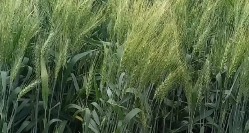 Noticias de Agro y Negocios. Desarrollan una variedad de trigo pan con alto rendimiento y resistencia a royas