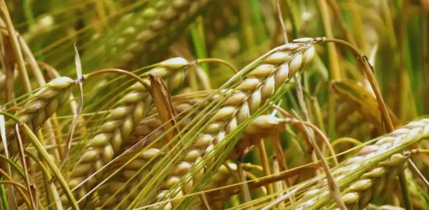 Noticias de Agro y Negocios. El INTA lanza Verónica, una cebada cervecera con alto rendimiento y bajo impacto ambiental