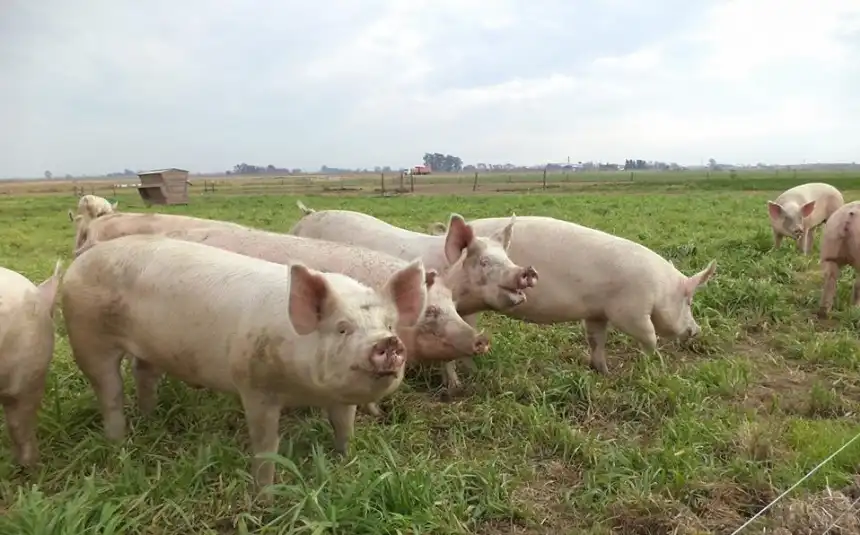 Noticias de Agro y Negocios. El sistema de cama profunda revoluciona el engorde de capones en pequeñas granjas