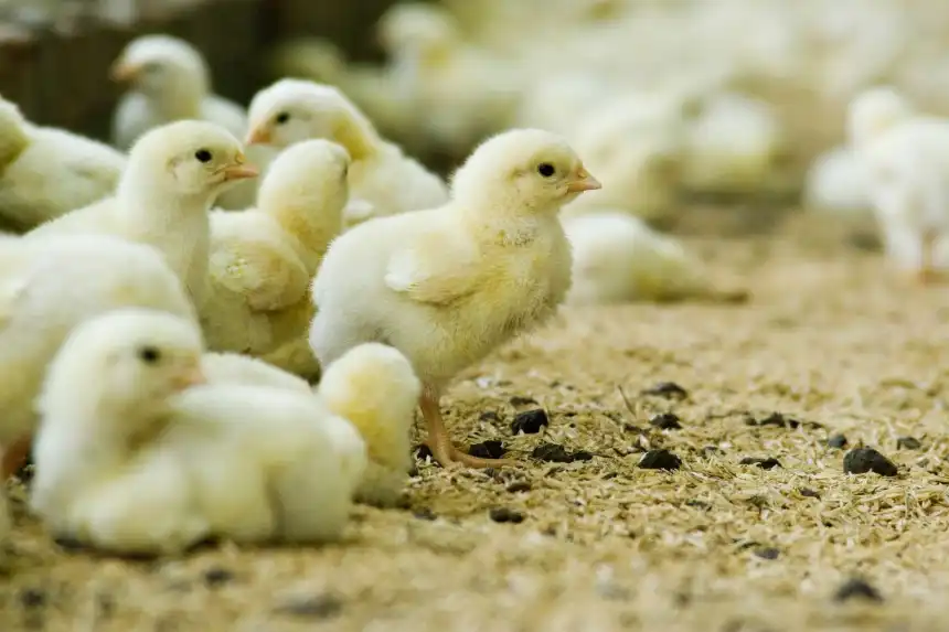 Noticias de Agro y Negocios. Exportación de genética avícola argentina creció 137 % en el primer semestre de 2025