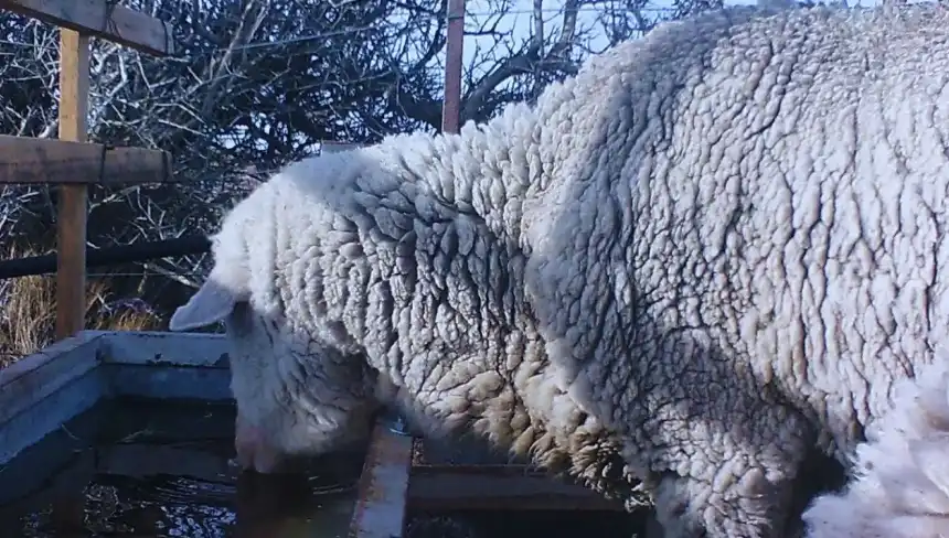 Noticias de Agro y Negocios. INTA desarrolla bebedero inteligente que evita el congelamiento del agua en regiones frías