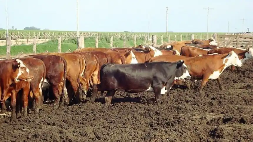 Noticias de Agro y Negocios. La Cámara de Feedlot rechaza proyecto sobre emisiones de metano por presión fiscal Noticias de Agro y Negocios. La Cámara de Feedlot rechaza proyecto sobre emisiones de metano por presión fiscal