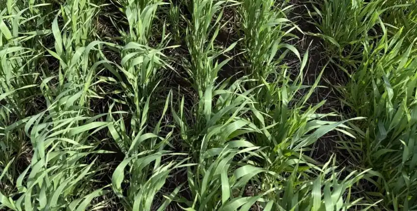 Noticias de Agro y Negocios. RGT Sidecar La nueva variedad de trigo que combate las royas y acelera la rotación de cultivos Noticias de Agro y Negocios. RGT Sidecar La nueva variedad de trigo que combate las royas y acelera la rotación de cultivos