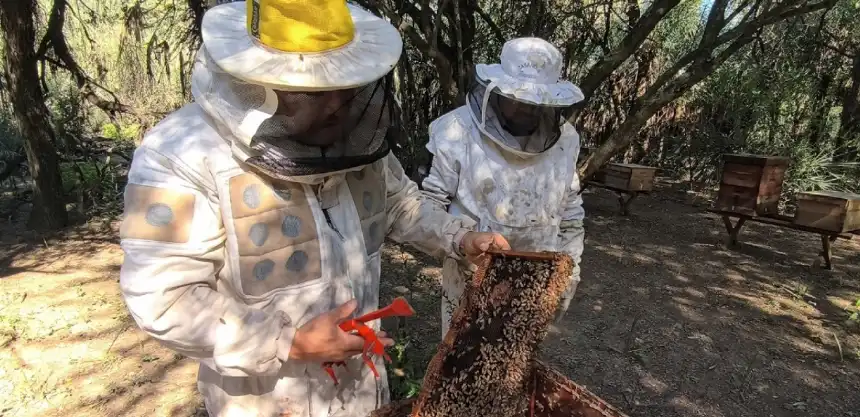 Noticias de Agro y Negocios. Senasa refuerza medidas para prevenir el pequeño escarabajo de las colmenas en Argentina