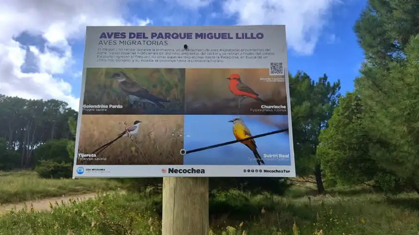 Noticias de Necochea. Sendero de aves en el Parque Miguel Lillo Noticias de Necochea. Sendero de aves en el Parque Miguel Lillo