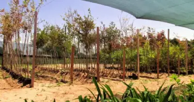 Villa Gesell. Abren la inscripción al Plan de Forestación de Veredas 2026