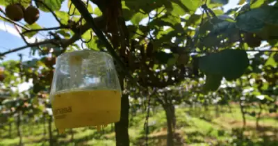 Agro y Negocios. Avanza el monitoreo de la Mosca de los Frutos en General Pueyrredon