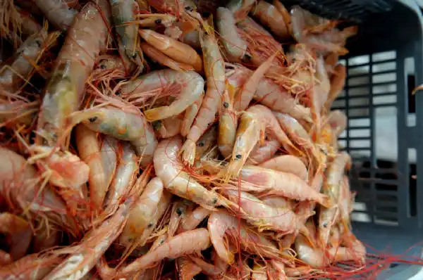 Exportaciones de pesca: la Argentina alcanzó su mejor marca en años