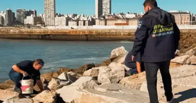 General Pueyrredon. Operativo de limpieza y desratización en la costa