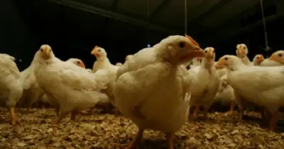 Agro y Negocios. rgentina recupera estatus libre de influenza aviar